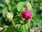 Preview: Pinke Blütenknospe der Rose de Resht