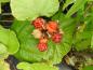 Preview: Rubus irenaeus