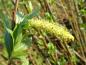 Preview: Salix triandra Black Hollander