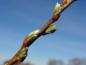 Preview: Blütentrieb von Salix waldsteiniana x appendiculata (Aufnahme ca. Mitte April)