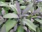Preview: Kryddsalvia Purpurascens, Salvia officinalis Purpurascens