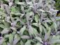 Preview: Kryddsalvia Purpurascens, Salvia officinalis Purpurascens