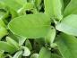 Preview: Salvia Berggarten, Salvia officinalis Berggarten