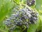 Preview: Blaue Früchte des Blauen Holunders
