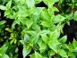 Preview: Ruscusblättrige Schattenblume - glänzende, immergrüne Blätter