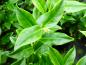 Preview: Sarcococca ruscifolia