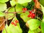 Preview: Die Fünf-Geschmacks-Frucht mit roten Beeren im Herbst
