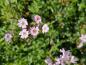 Preview: Gypsophila repens Rosea