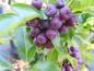 Preview: Eberesche Burka - violette Früchte