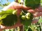 Preview: Früchte der Rundblättrigen Mehlbeere Kleiner Hörselberg