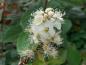 Preview: Spiraea chamaedryfolia, kvastspirea, Spiraea flexuosa