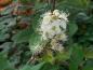 Preview: Spiraea chamaedryfolia, kvastspirea, Spiraea flexuosa