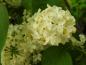 Preview: Syringa vulgaris Primrose, Blüte