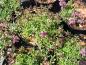 Preview: backtimjan Creeping Red, Thymus serpyllum Creeping Red