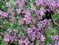 Preview: backtimjan Creeping Red, Thymus serpyllum Creeping Red