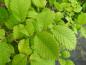 Preview: Ulmus japonica, japansk alm