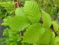 Preview: Ulmus japonica, japansk alm