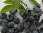 Preview: Kulturheidelbeere Darrow - große blaue Früchte