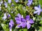 Preview: Veilchenblaue Blüten des Immergrüns Anfang April