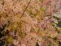 Preview: Gelbrote Herbstfärbung des Szechuan-Pfeffer