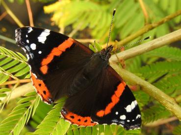 Albizia julibrissin - auch bei Schmetterlingen beliebt