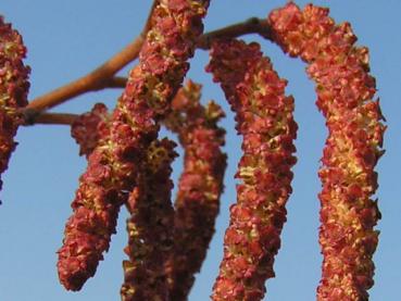 Männliche Blüten von Alnus incana Aurea im Spätwinter (Detail)