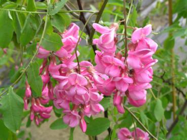 Rosablühende Robinie (Robinia pseudoacacia Casque Rouge)