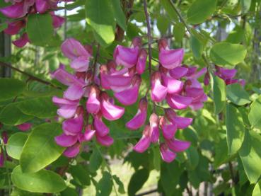 Rotblühende Robinie (Robinia pseudoacacia Casque Rouge)