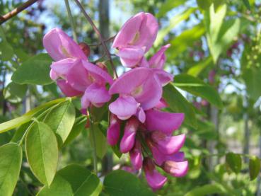 Rosarotblühende Robinie (Robinia pseudoacacia Casque Rouge)