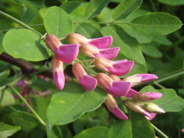 Die Blüte von Robinia pseudoacacia Pink Cascade im knospigen Zustand