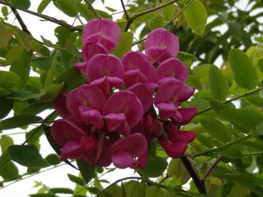 Robinia Pseudoacacia Casque Rouge - Zambelli Vivai Canneto s/O