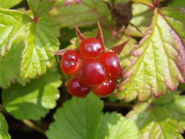 Rote Frucht von Rubus arcticus