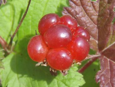 Åkerbär, Rubus arcticus
