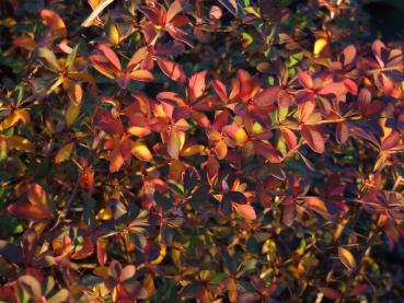 Gelbrote Herbstfärbung der Prachtberberitze (Berberis rubrostilla Autumn Beauty)