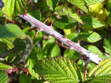 Trieb von Rubus leucodermis