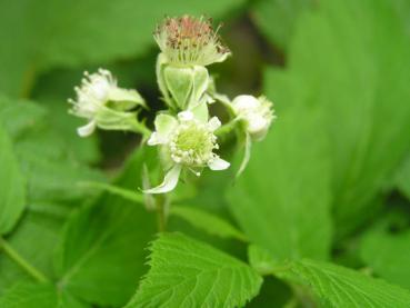 Rubus occidentalis: Blüte