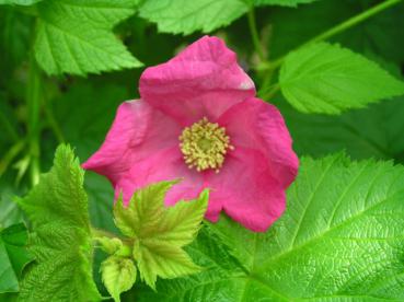 Rubus Walberton