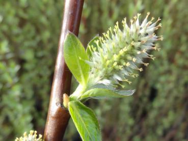 Blüte der Apenninweide