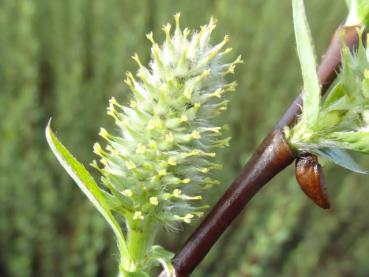 Blüte von Salix apennina