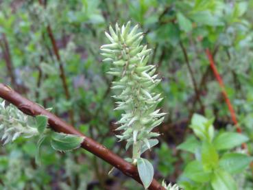 Fruchtstand von Salix apennina