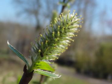 Die Apenninweide blüht im April