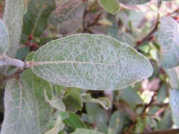 Salix brachycarpa