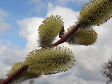 Reiche Blüte der Pommerschen Reifweide