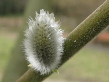 Kätzchen der Salix daphnoides pomeranica