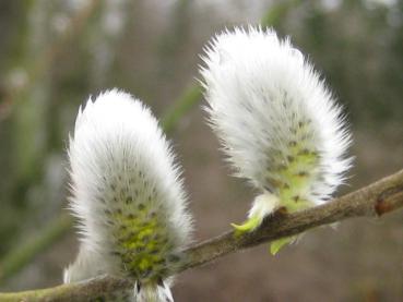 Salix daphnoides pomeranica blüht im März.