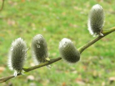 Reiche Blüte der Salix daphnoides pomeranica