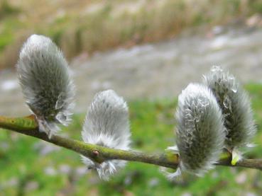 Frühblühende Salix daphnoides pomeranica