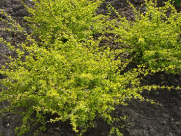 Gulbladig häckberberis (Berberis thunbergii Aurea)