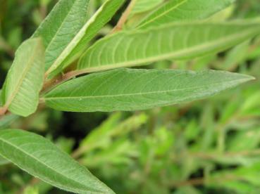 Salix himalayensis