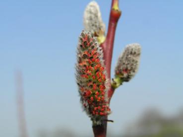 Salix irrorata in Blüte